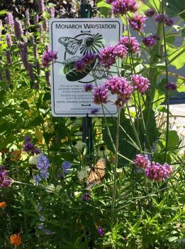 Monarch Waystation
