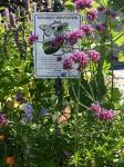 Monarch Waystation